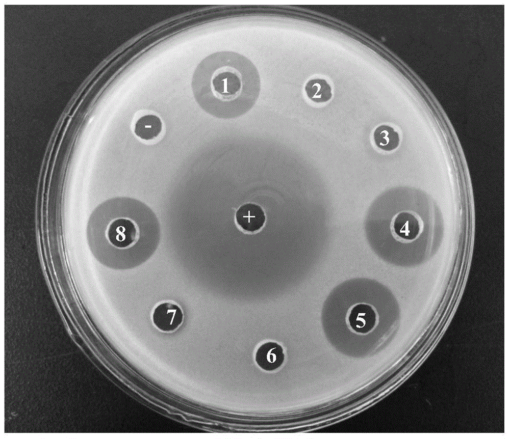 Recombinant bacteria for expressing plectasin and application thereof