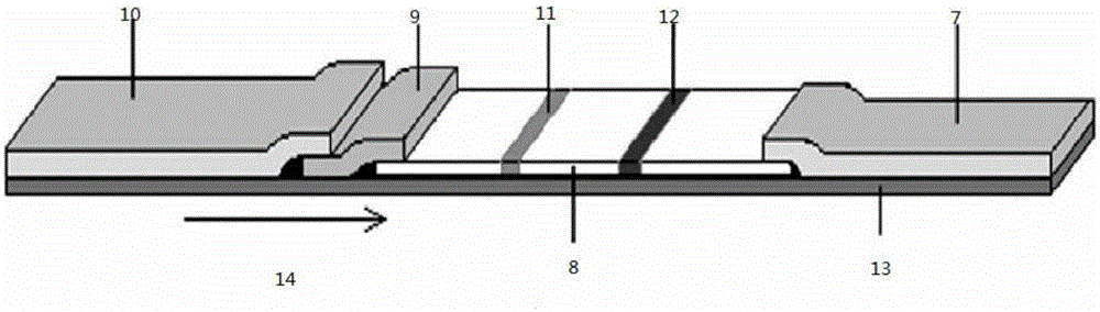 Colloidal gold immunochromatographic assay test strip for detecting dexamethasone residues in milk