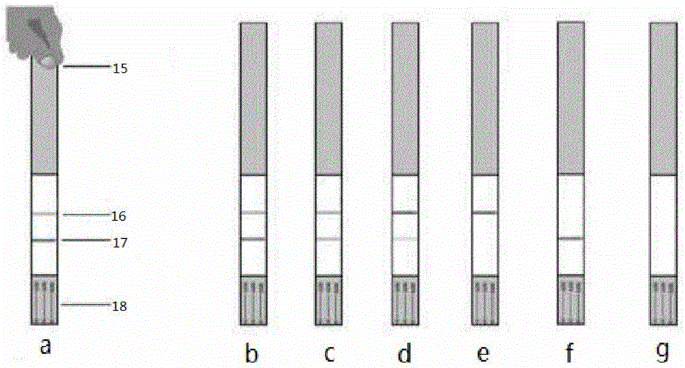 Colloidal gold immunochromatographic assay test strip for detecting dexamethasone residues in milk