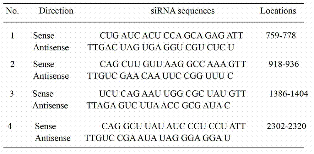 Method for establishing and identifying core fucosyltransferase gene silencing cell model