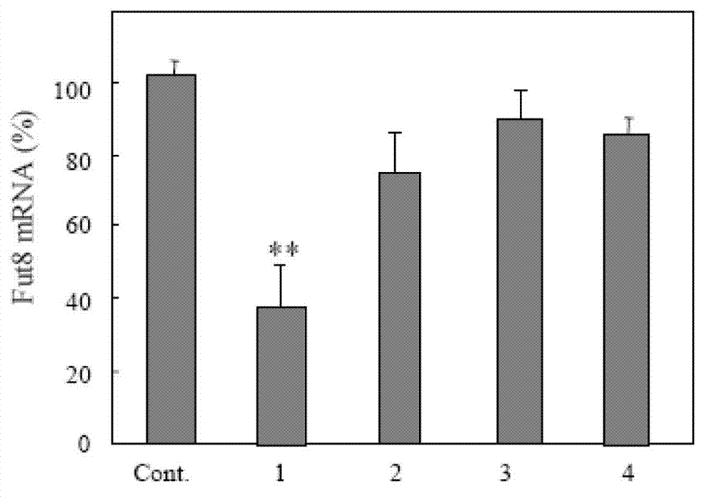 Method for establishing and identifying core fucosyltransferase gene silencing cell model