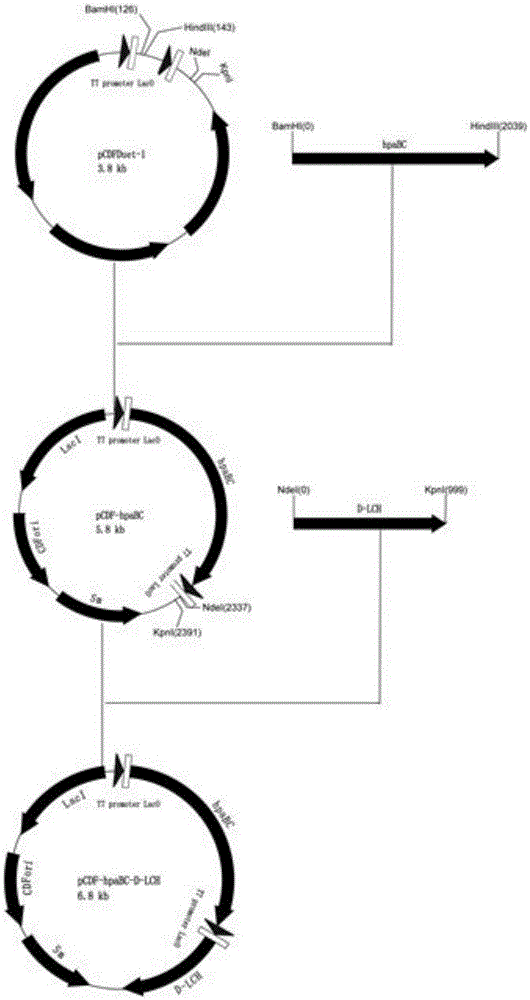 A kind of biological production method of danshensu