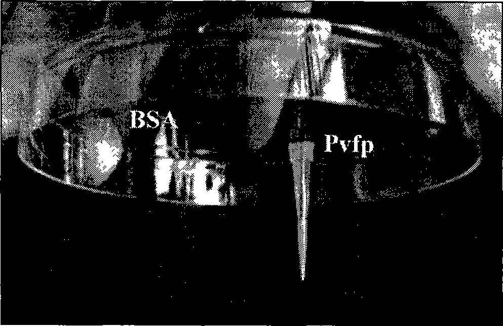 Method for preparing biology adhesive using emerald mussel adhesion protein