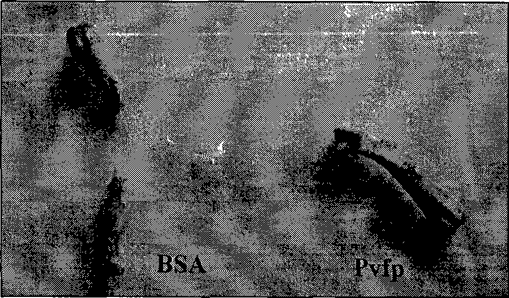 Method for preparing biology adhesive using emerald mussel adhesion protein