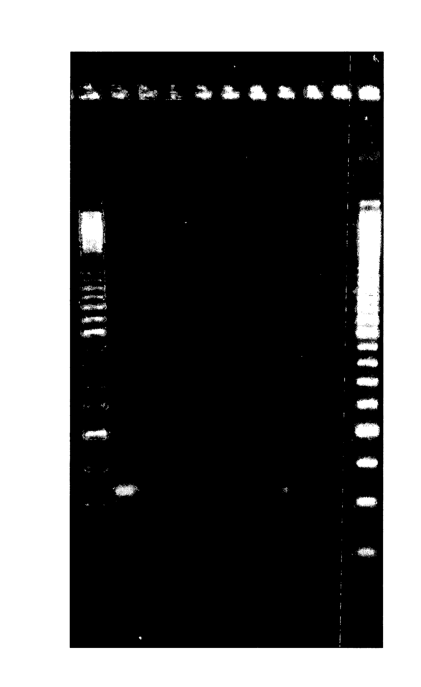 Compositions and methods for removal of DNA from a sample