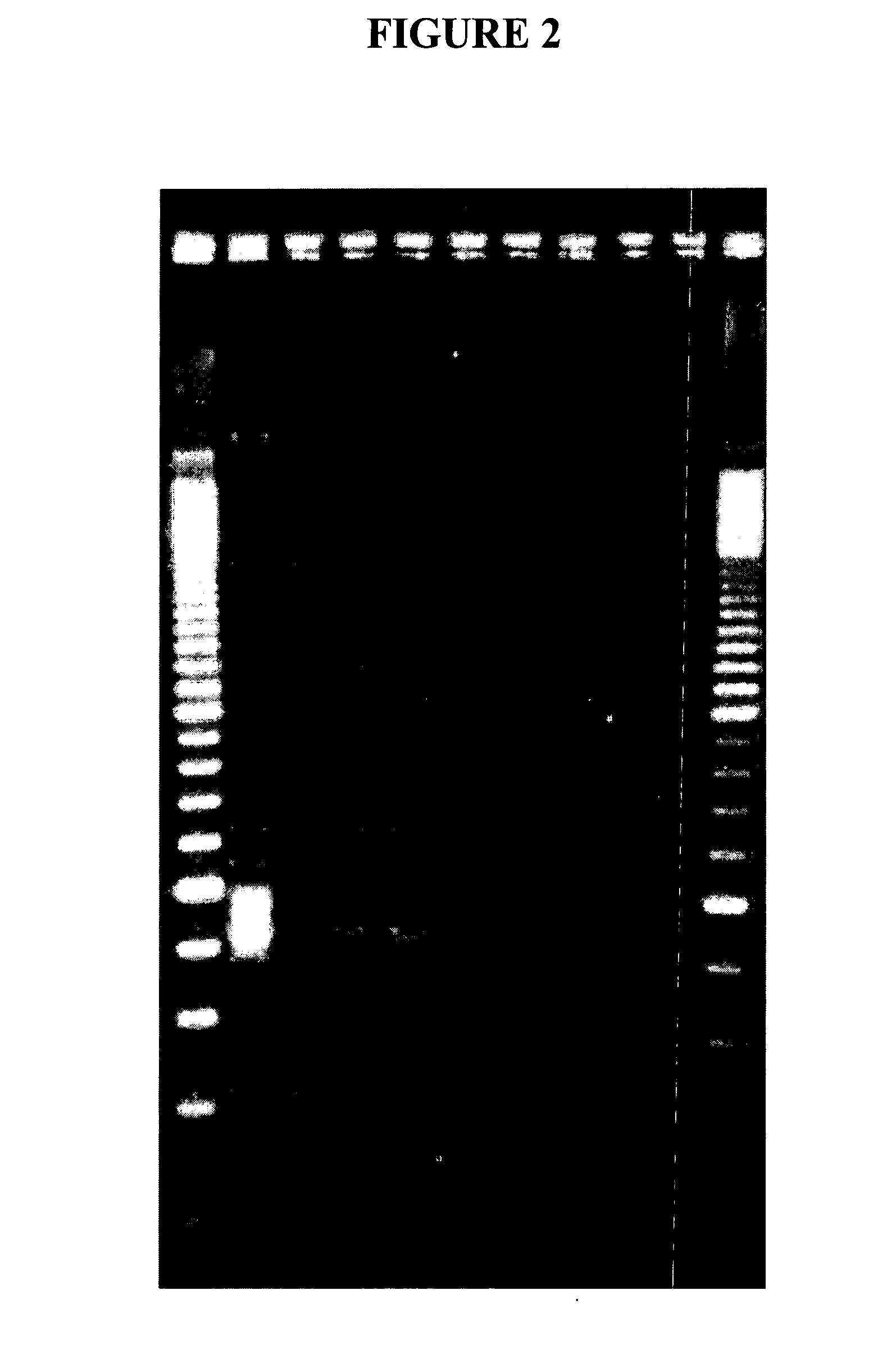 Compositions and methods for removal of DNA from a sample