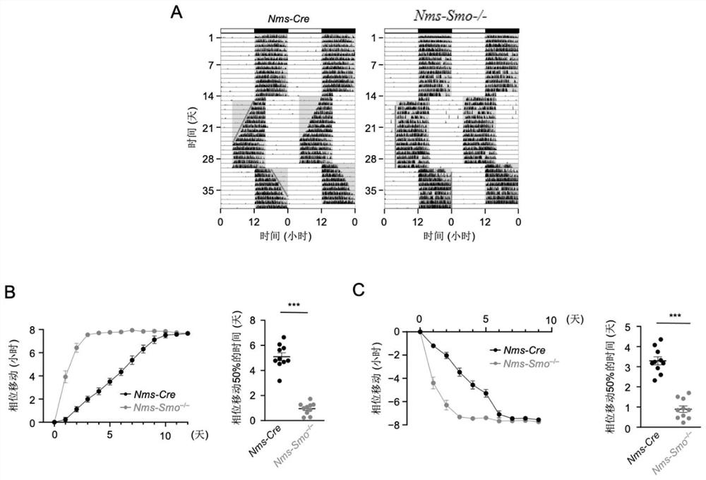 Shh pathway regulation and control biological rhythm and related application thereof