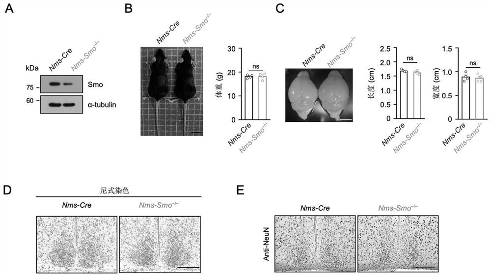 Shh pathway regulation and control biological rhythm and related application thereof