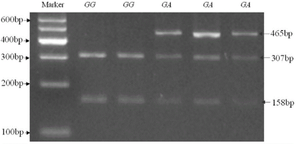 A method for breeding milk-producing traits of dairy goats using double-gene polymerization effect