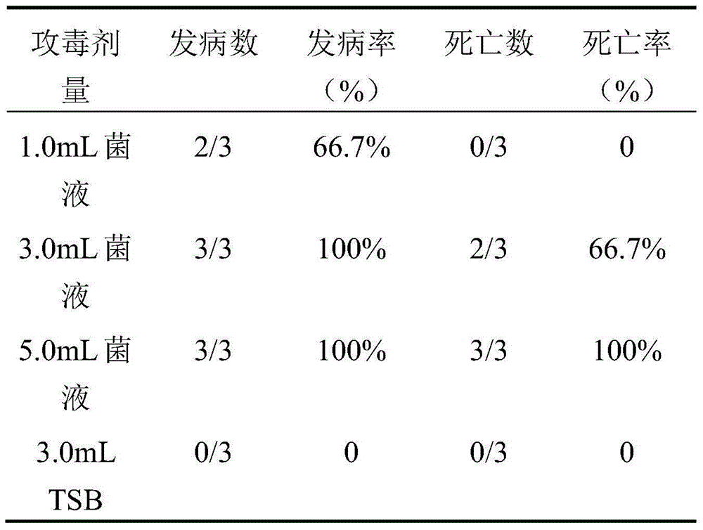 Haemophilus parasuis and application thereof