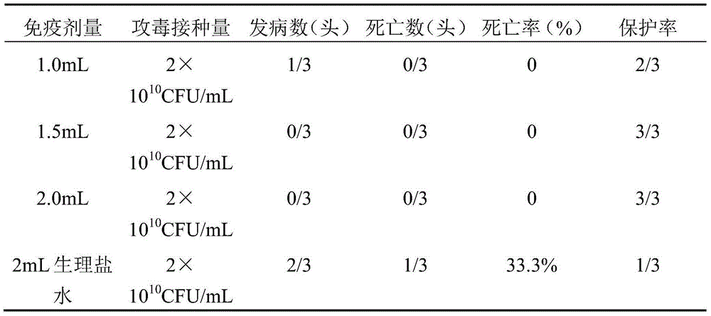 Haemophilus parasuis and application thereof