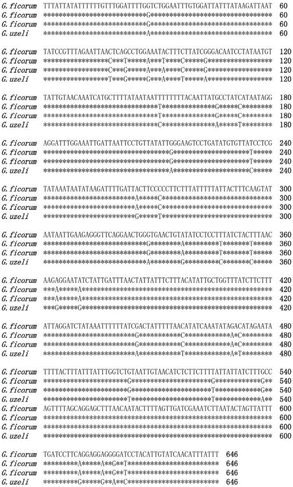 Molecular method capable of identifying gynaikothrips ficorum and gynairothrips uzeli zimmerman