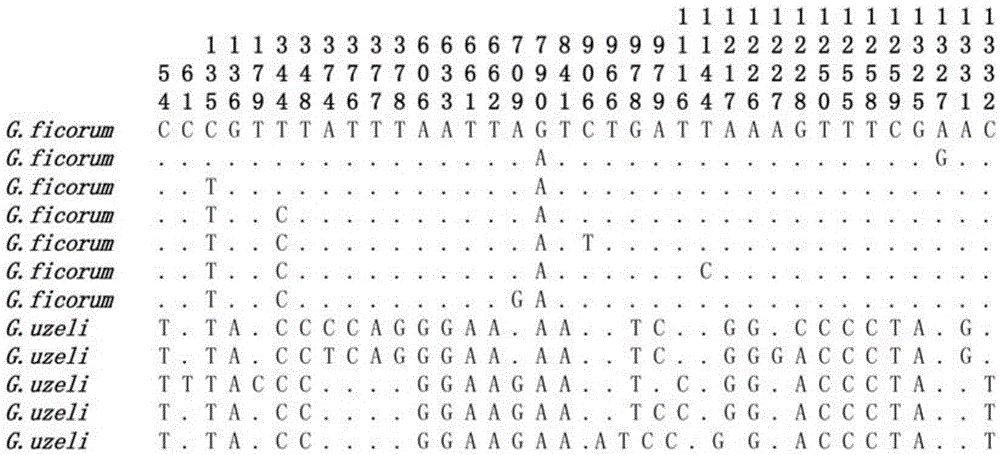 Molecular method capable of identifying gynaikothrips ficorum and gynairothrips uzeli zimmerman