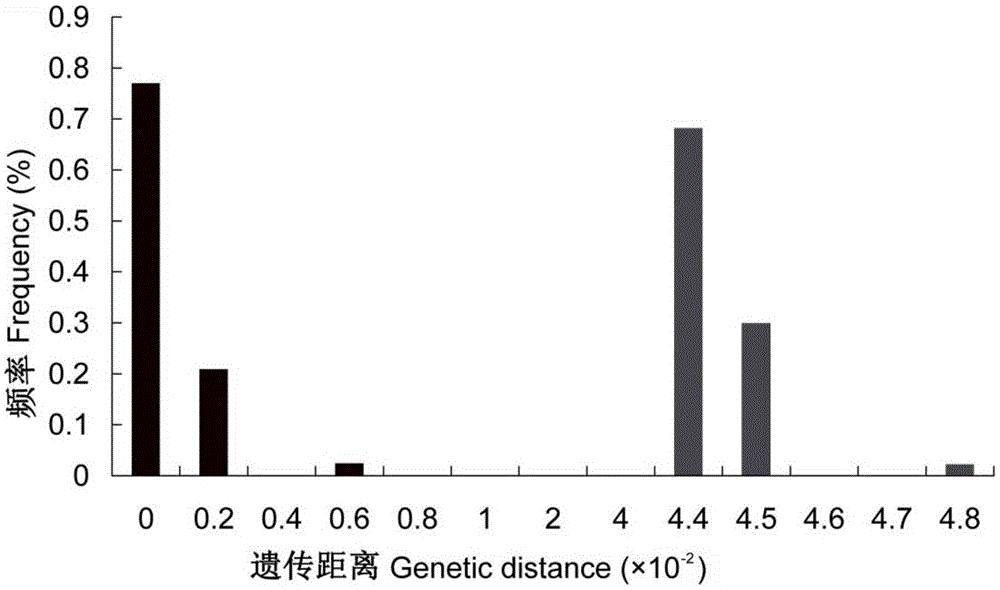 Molecular method capable of identifying gynaikothrips ficorum and gynairothrips uzeli zimmerman