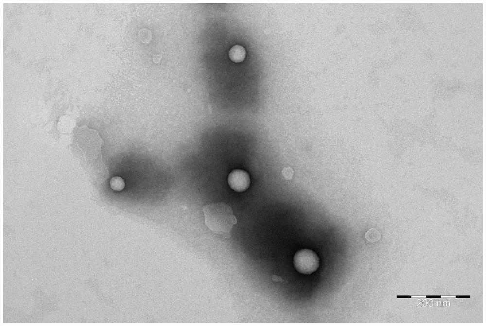 Self-assembled drug-loading system of o-nitrophenylpropionate-paclitaxel conjugate and its preparation method and application