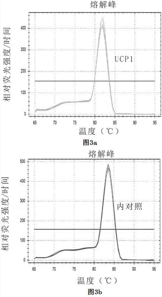 Application of UCP1 (uncoupling protein 1) to activity detection of human recombinant FGF21 (fibroblast growth factor 21) protein