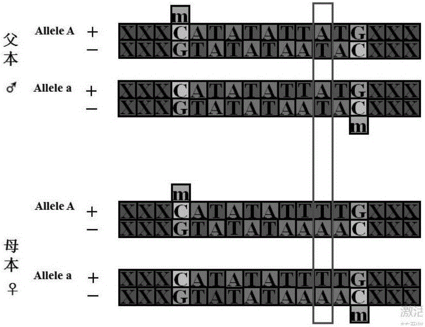 Genome cytosine site epigenome typing method