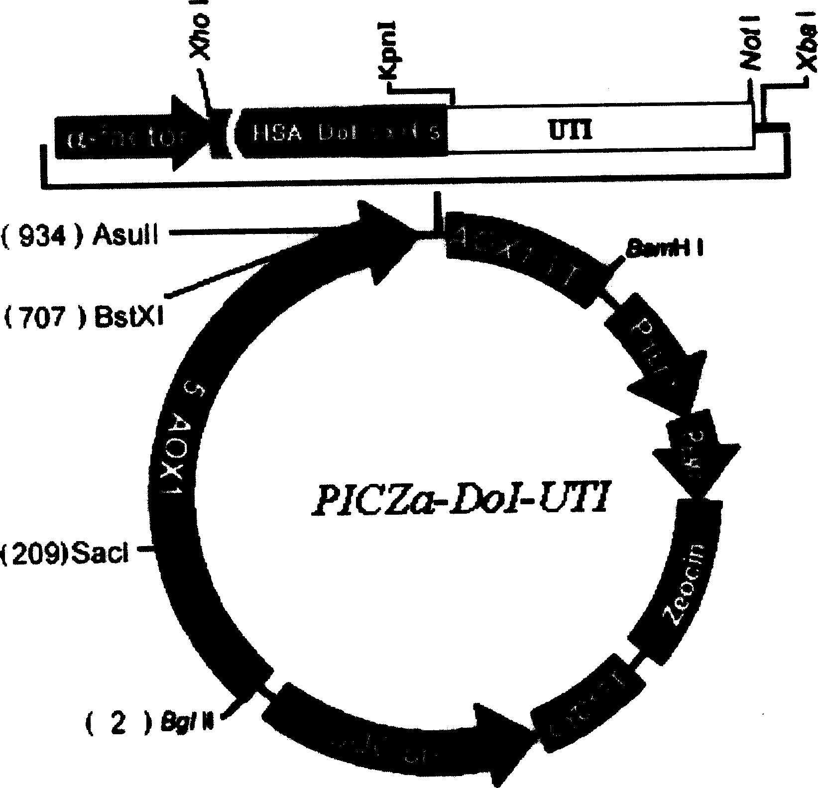 Process for preparing medicine grade recombined human urine trypase inhibitor