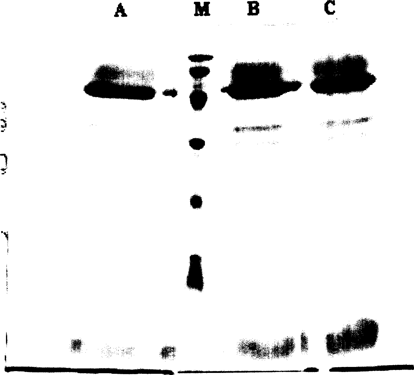 Process for preparing medicine grade recombined human urine trypase inhibitor