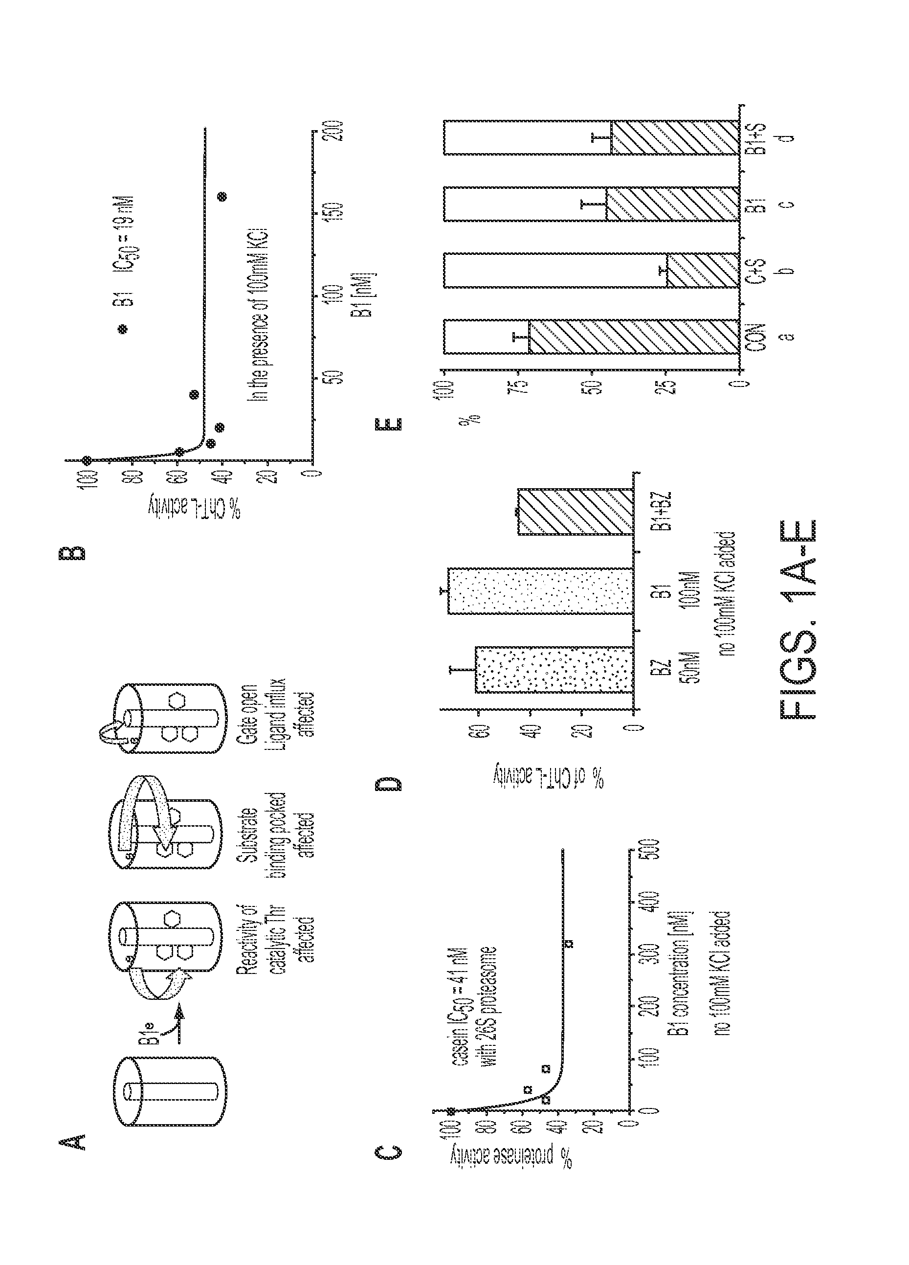 Novel allosteric inhibitors of proteasome and methods of use thereof