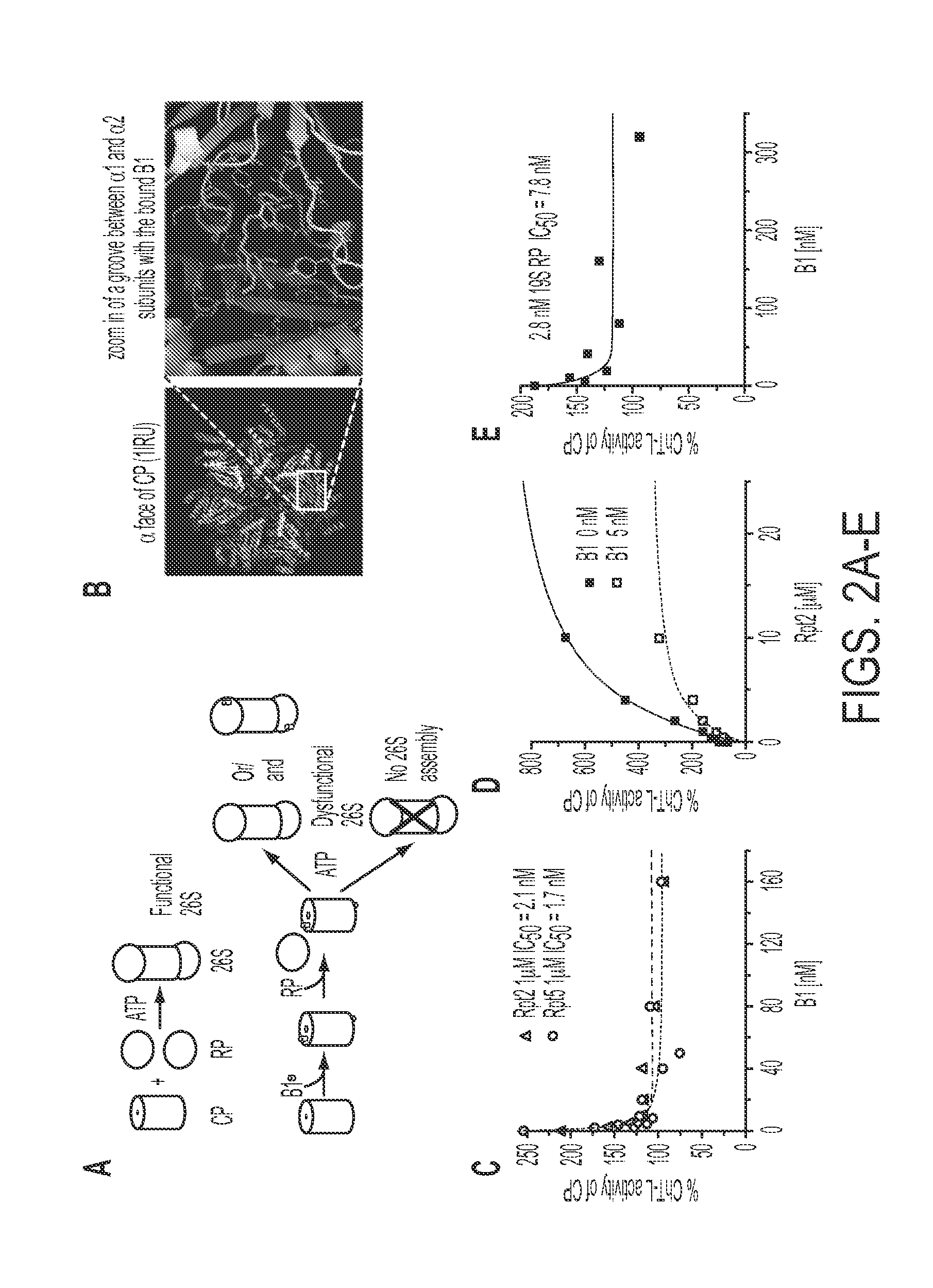 Novel allosteric inhibitors of proteasome and methods of use thereof