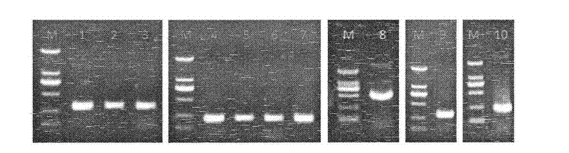 Preparation and application of gene chip for detecting important enteric causative viruses