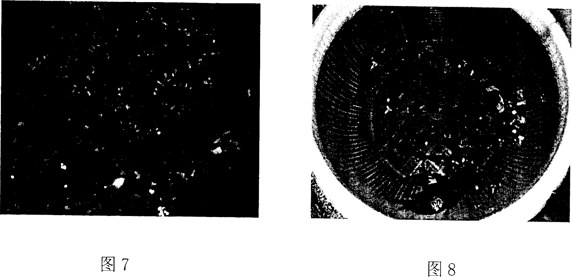 Method for culturing anti-vibriosis epinephelus lanceolatus fry