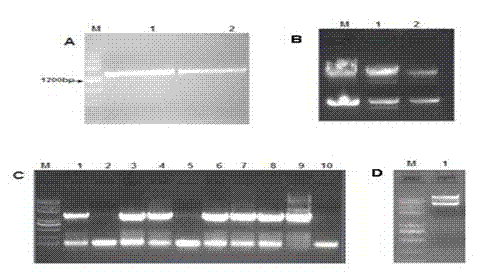 Plant expression vector of arabidopsis heat shock factor gene AtHsfA1d, and application thereof