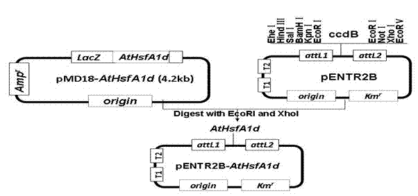 Plant expression vector of arabidopsis heat shock factor gene AtHsfA1d, and application thereof