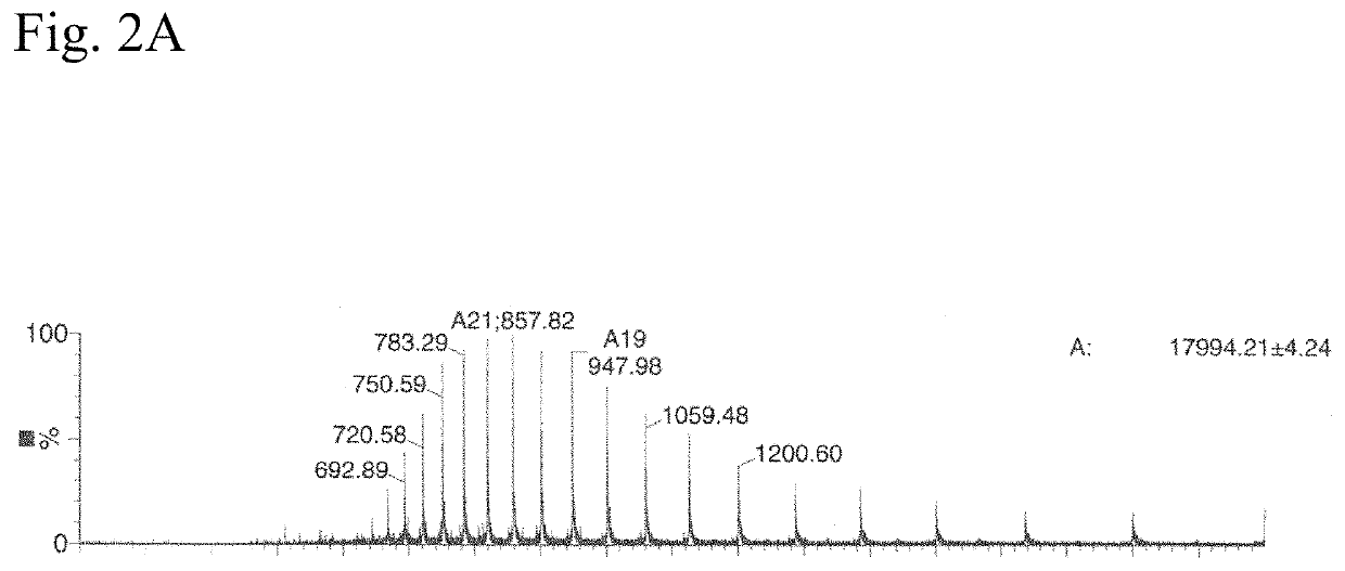 Transamidation reaction in deep eutectic solvents