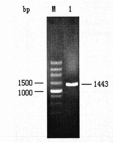 Chitinase ChiCl for deactivating varroa destructor and application thereof