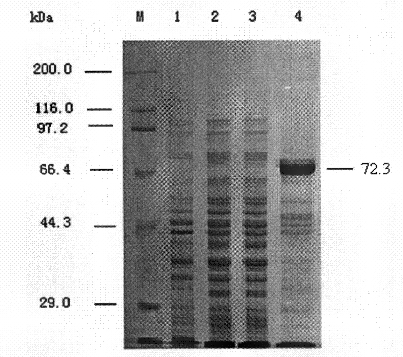 Chitinase ChiCl for deactivating varroa destructor and application thereof