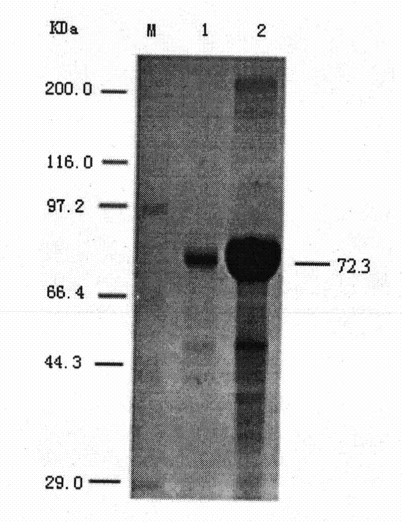 Chitinase ChiCl for deactivating varroa destructor and application thereof