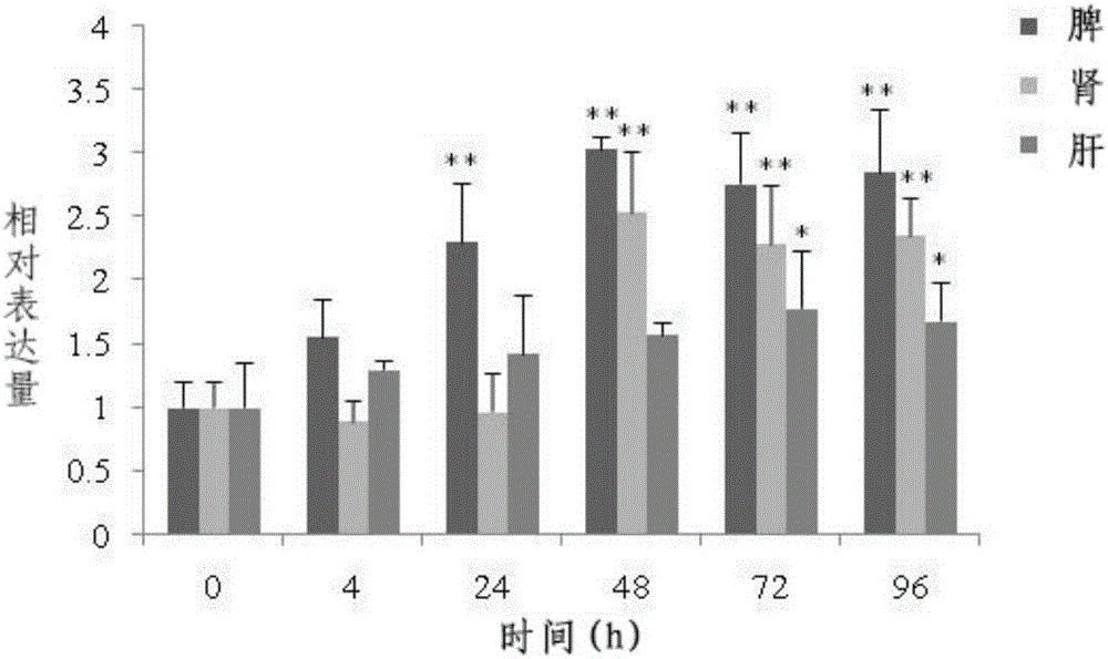 Kit for detecting MyD88 gene expression of odontobutis potamophila based on fluorescence RT-RCR and applications of kit