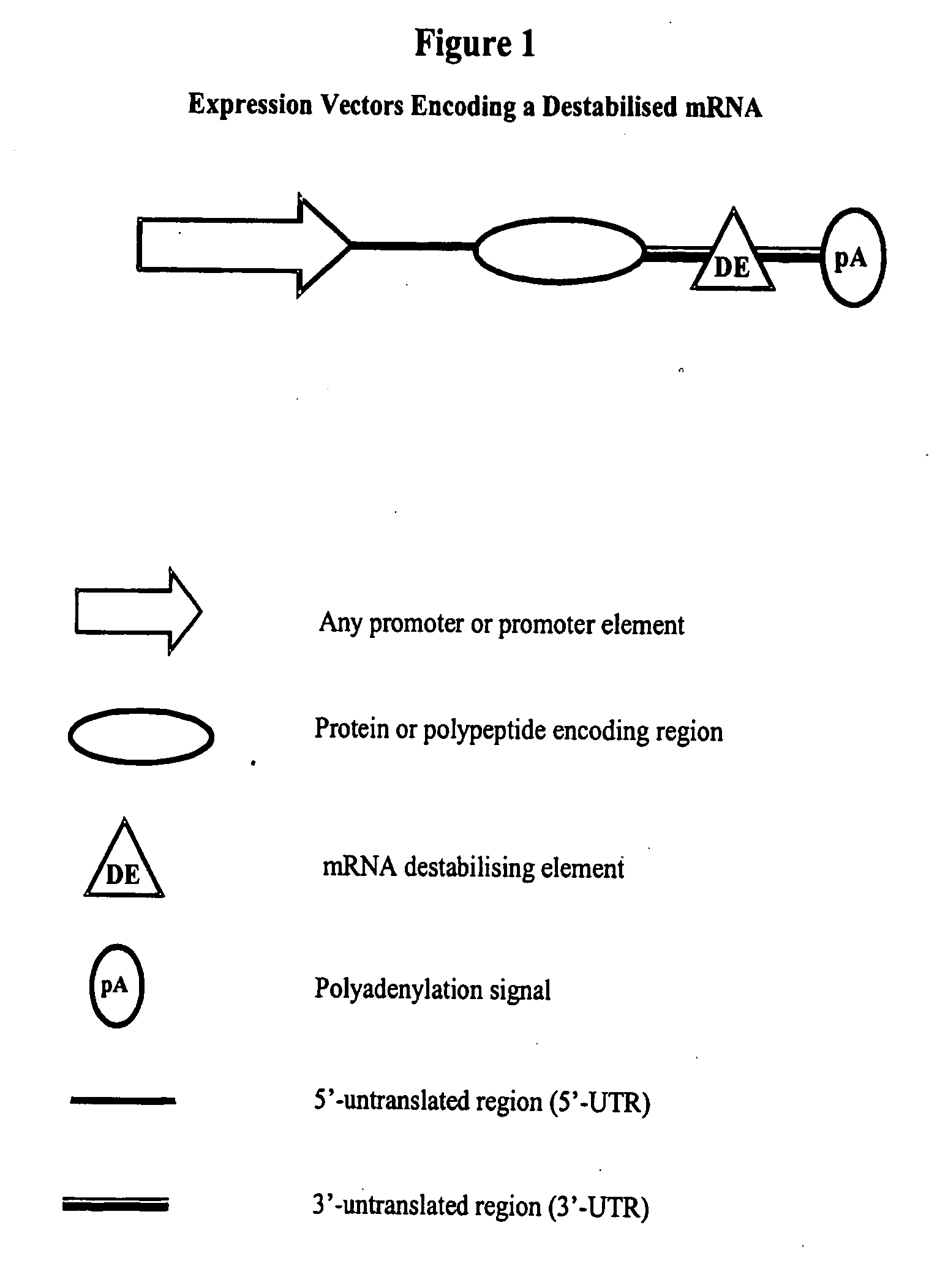 Constructs for gene expression analysis