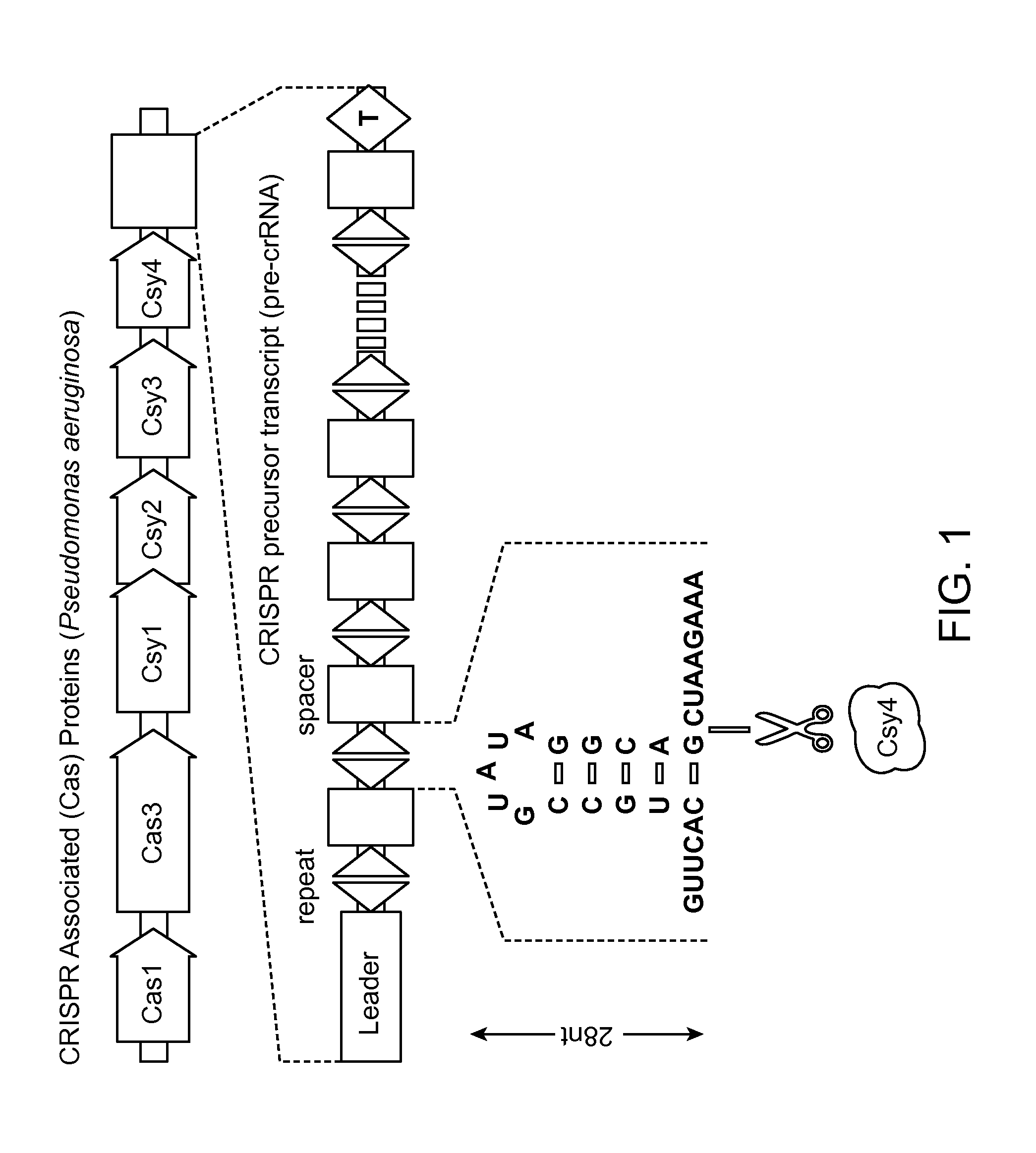 Methods and Compositions for Controlling Gene Expression by RNA Processing