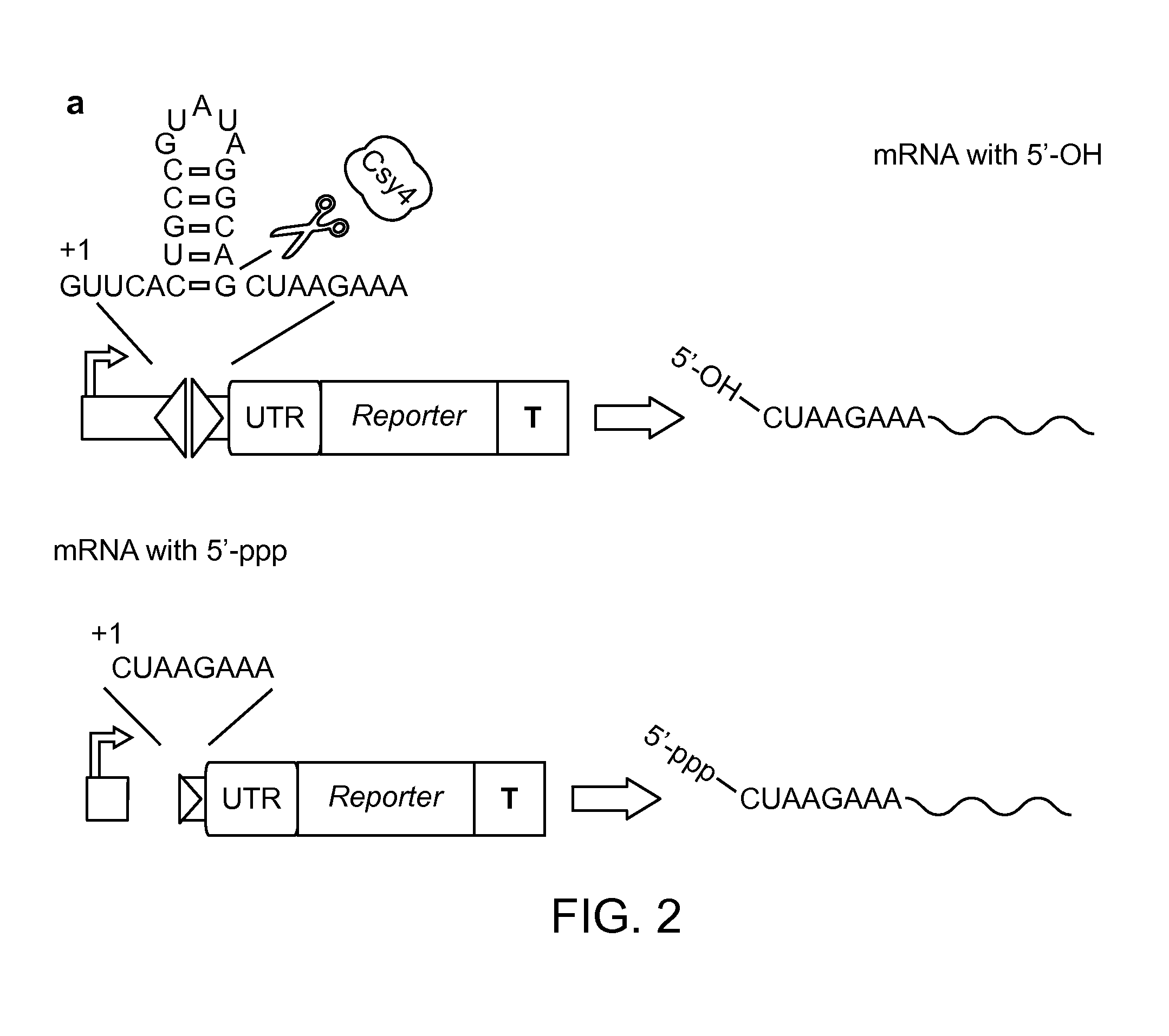 Methods and Compositions for Controlling Gene Expression by RNA Processing