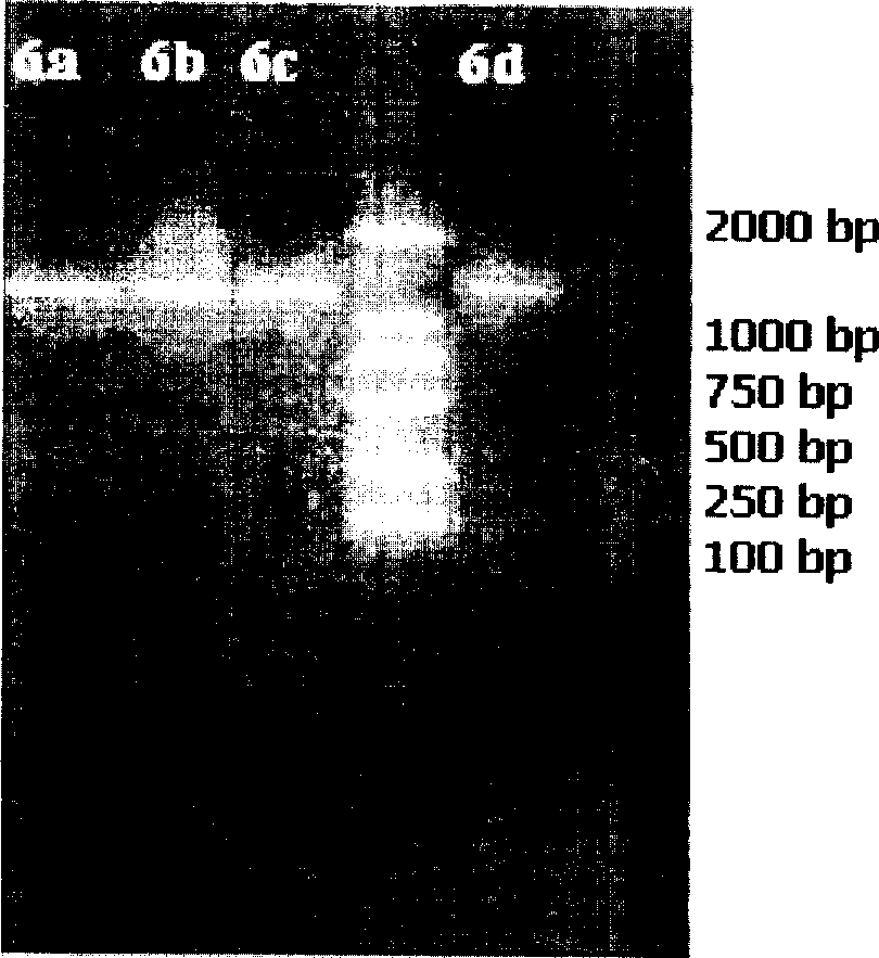 Family shuffling technology system for improvement of multiple genes related to phytase