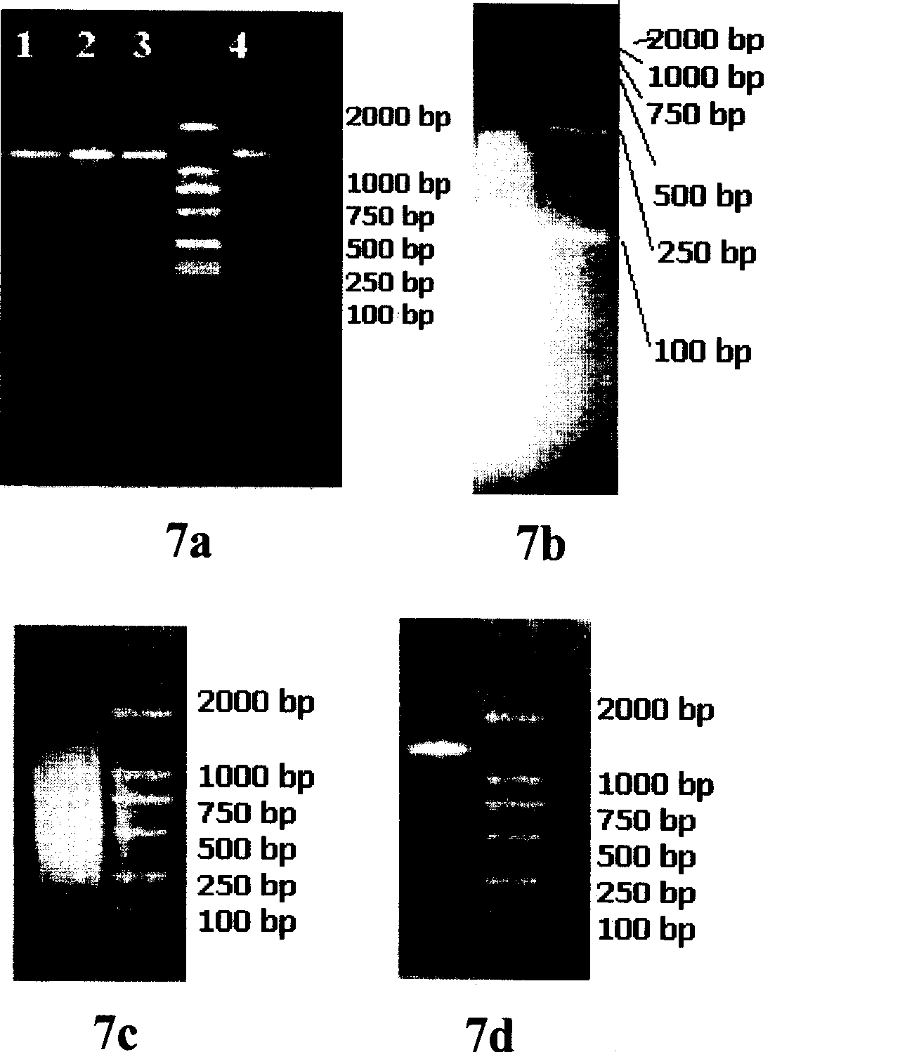 Family shuffling technology system for improvement of multiple genes related to phytase