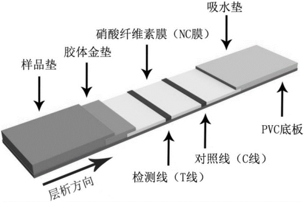 Test paper for salmonella and preparation method of test paper