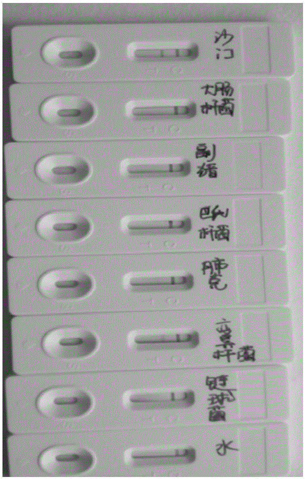 Test paper for salmonella and preparation method of test paper