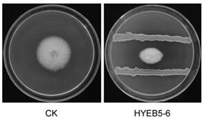 An Endophytic Bacillus Methylotrophic Bacillus of Boxwood and Its Application