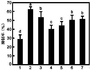 An Endophytic Bacillus Methylotrophic Bacillus of Boxwood and Its Application