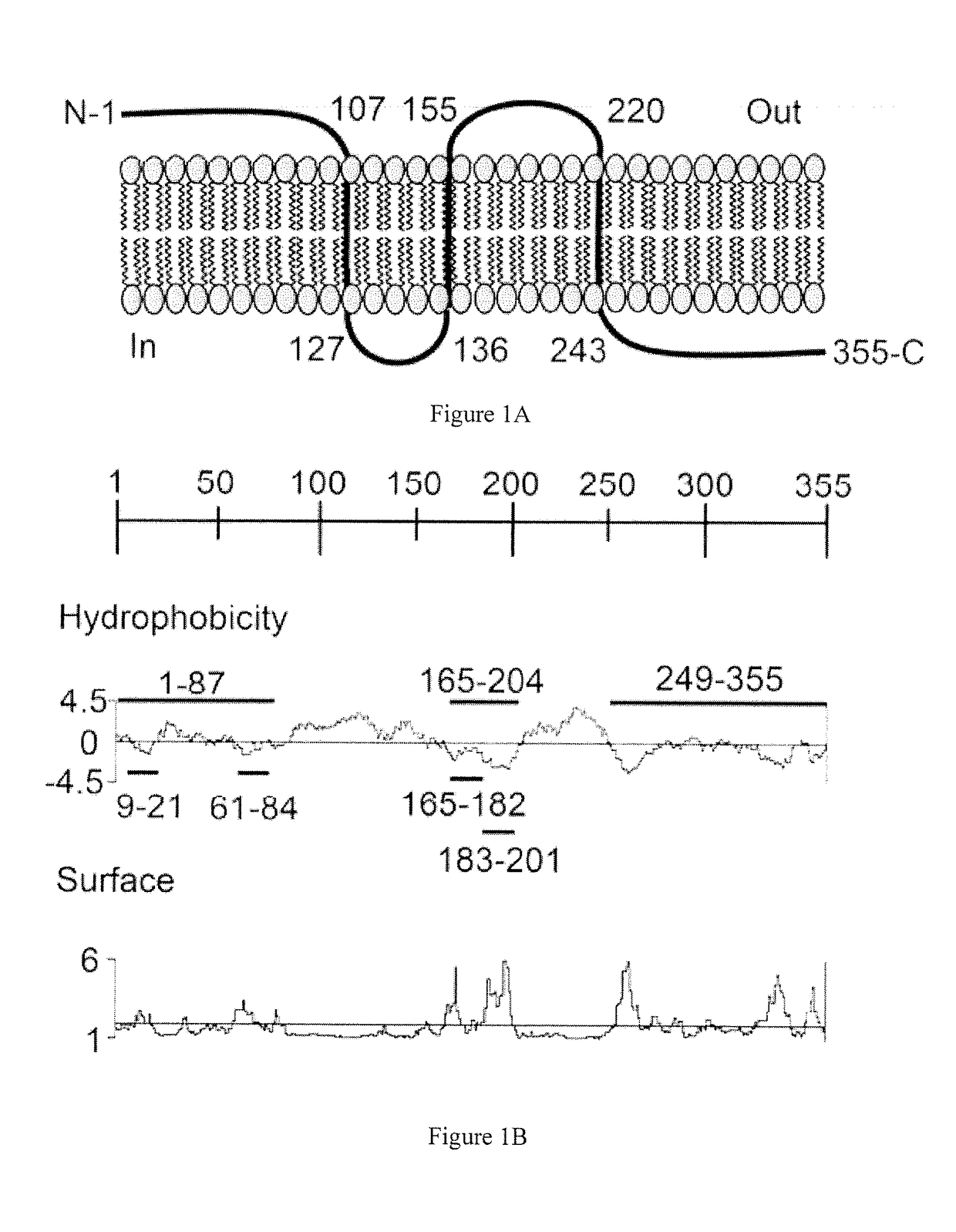 Aipa, ompa, and asp14 in vaccine compositions and diagnostic targets for anaplasma phagocytophilum infection