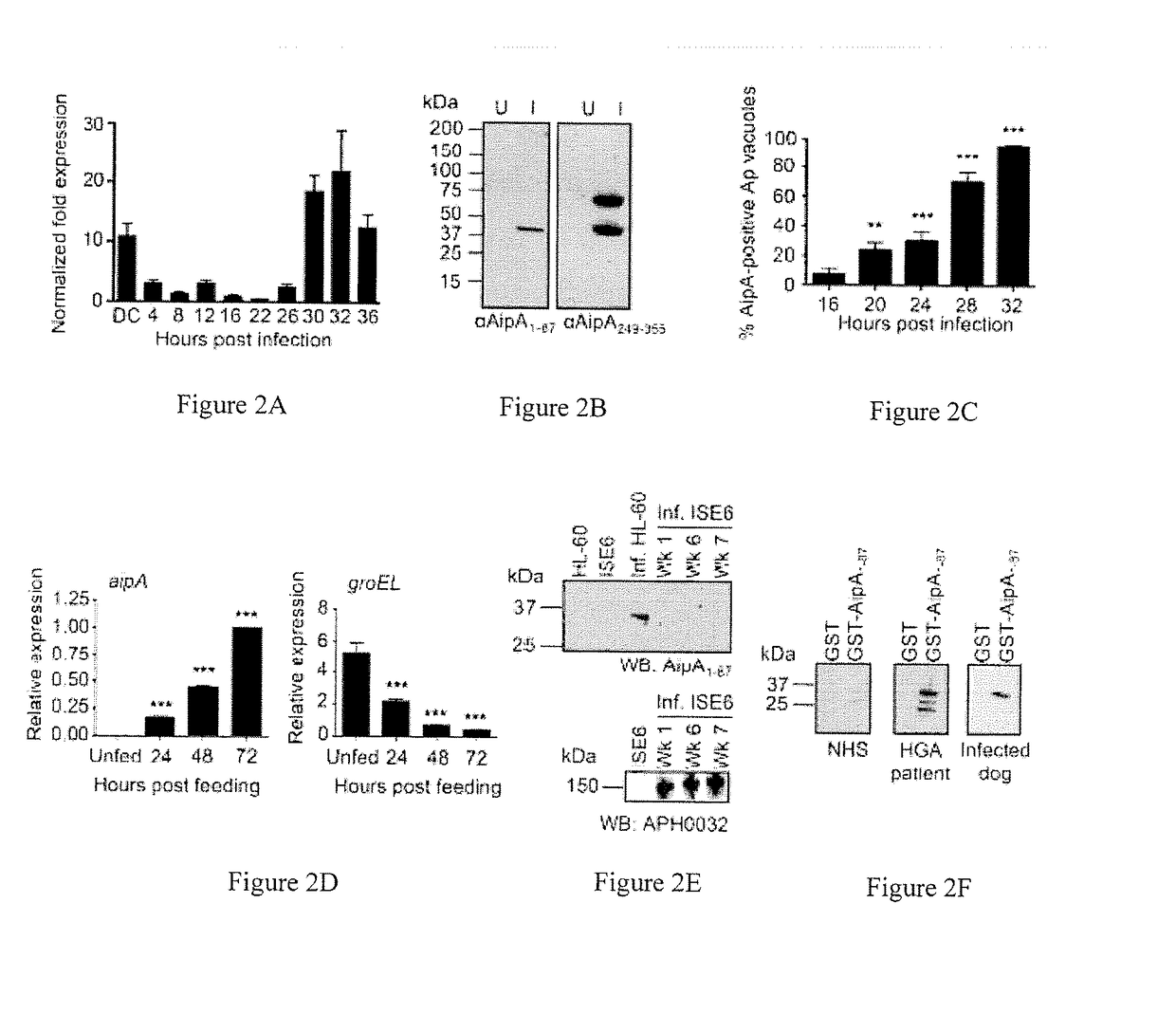 Aipa, ompa, and asp14 in vaccine compositions and diagnostic targets for anaplasma phagocytophilum infection