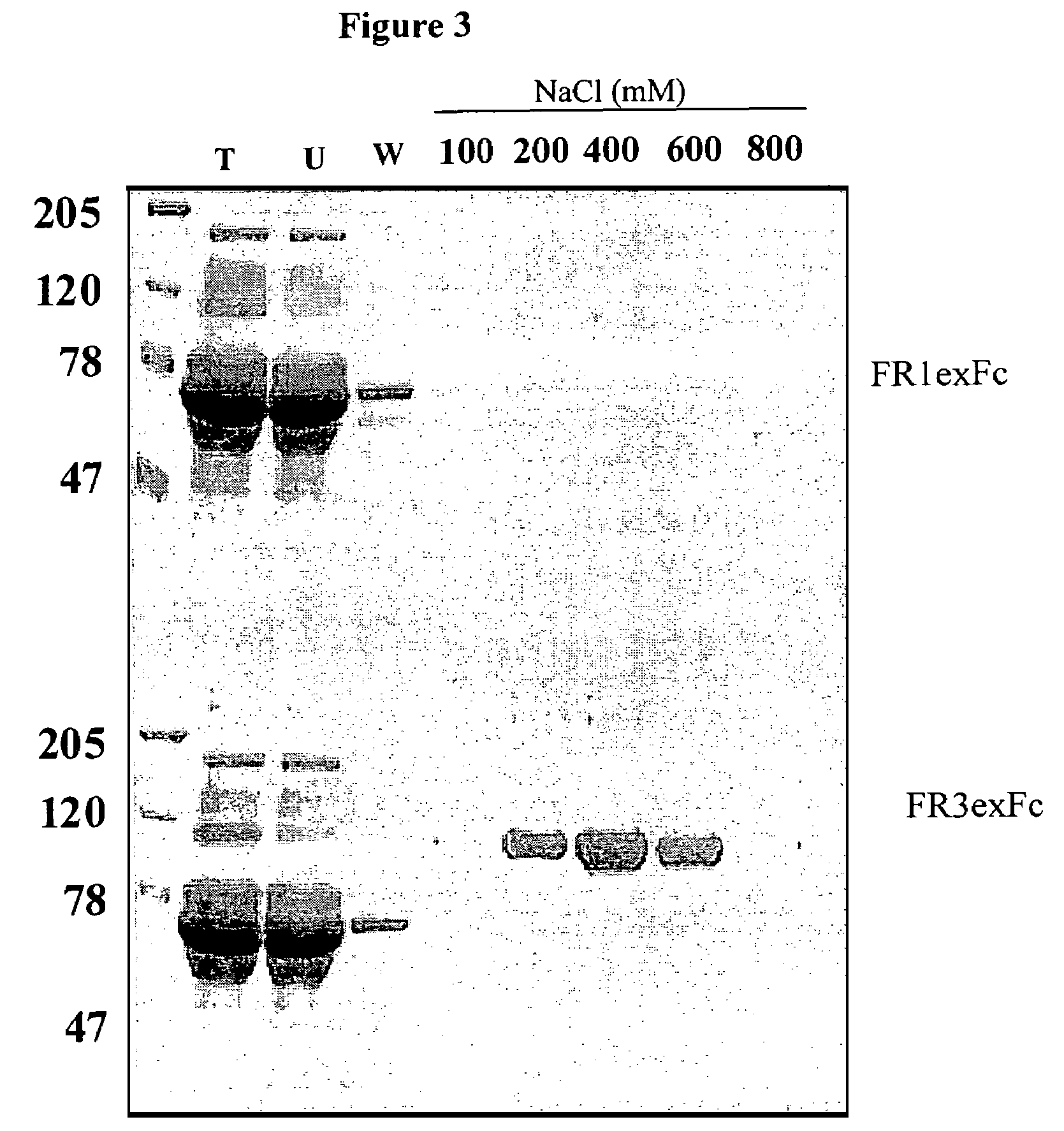 Antibodies that block receptor protein tyrosine kinase activation, methods of screening for and uses thereof