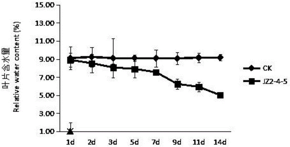 Bacillus subtilis and application thereof