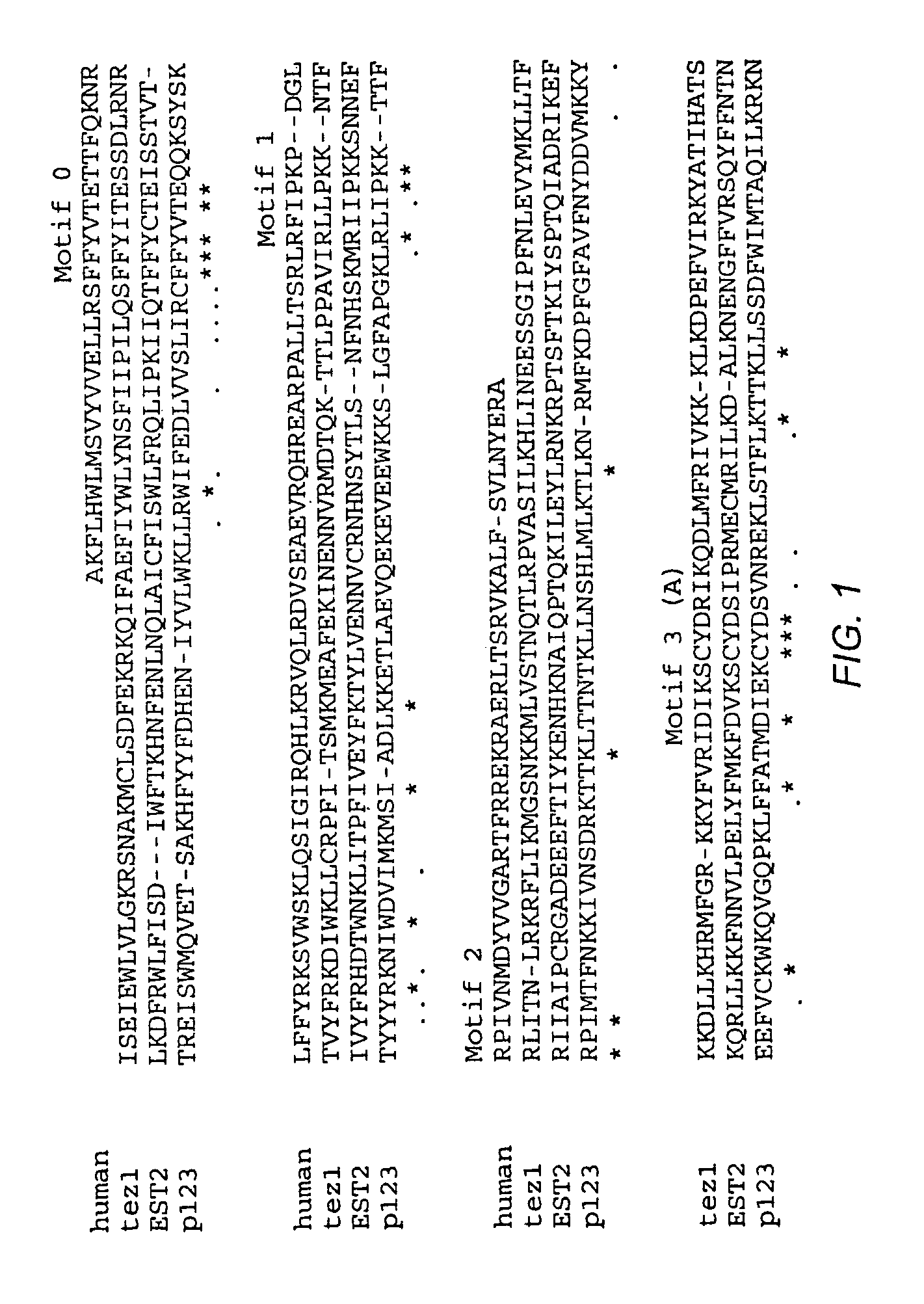 Muteins of human telomerase reverse transcriptase lacking telomerase catalytic activity