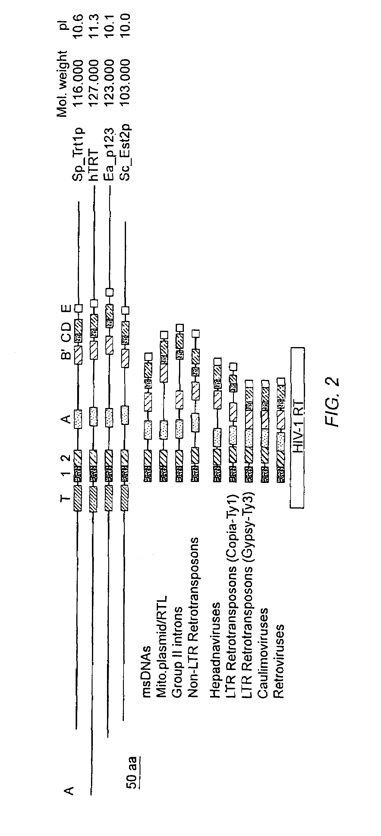 Muteins of human telomerase reverse transcriptase lacking telomerase catalytic activity