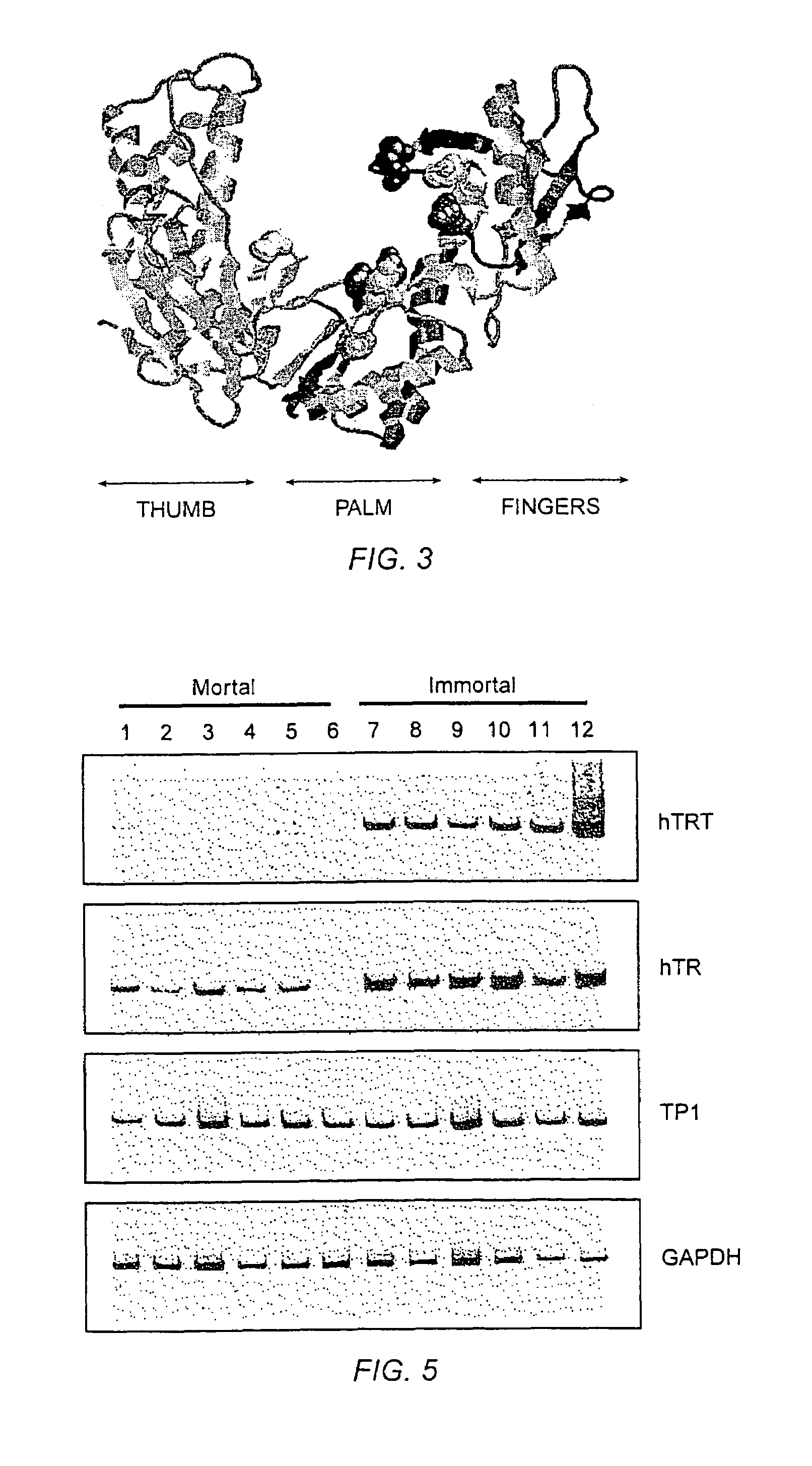 Muteins of human telomerase reverse transcriptase lacking telomerase catalytic activity